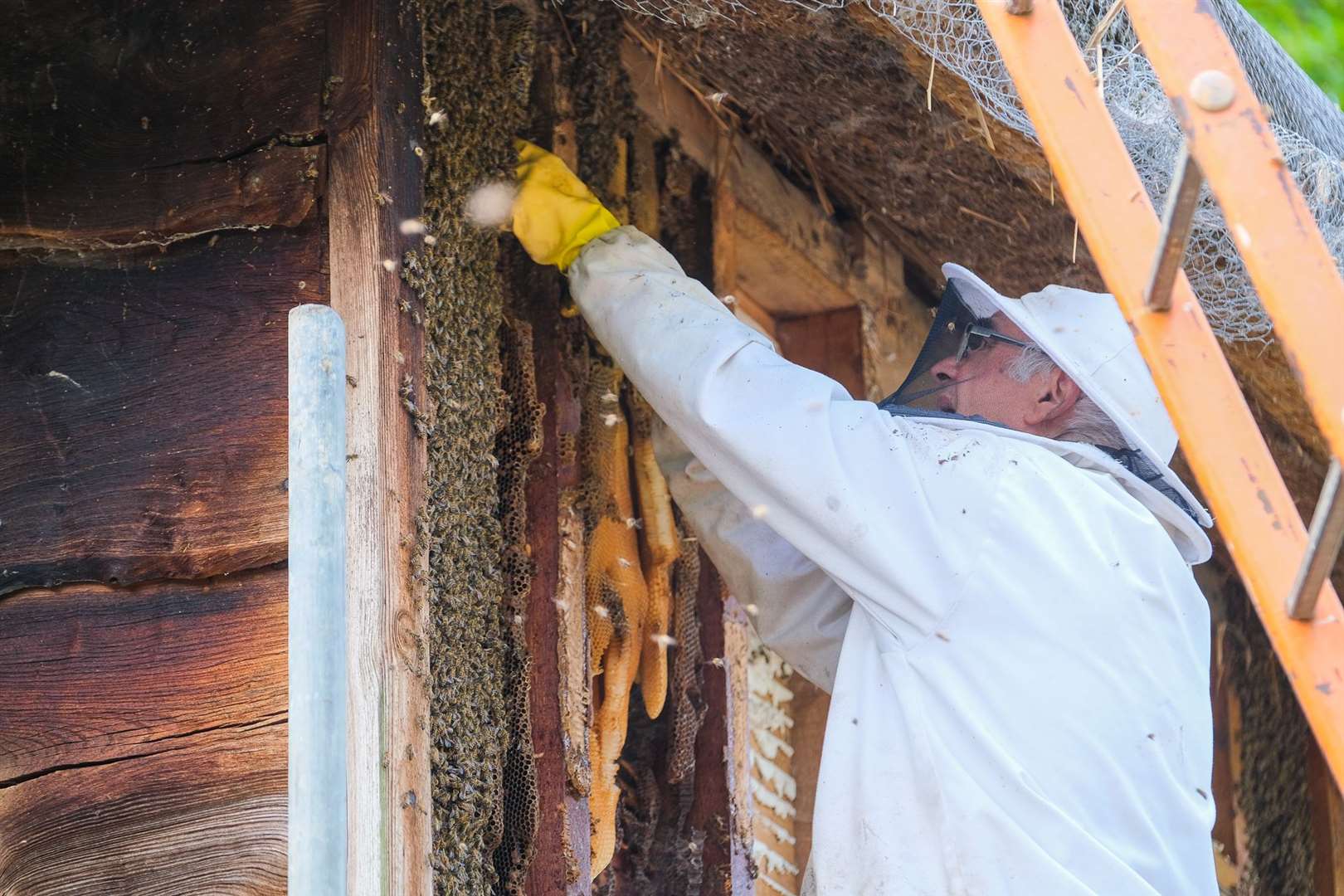 Removing the bees is a three-day operation