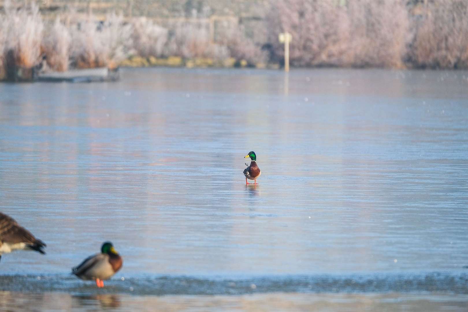 The wildlife on the frozen lake at Thatcham's Nature Discovery Centre