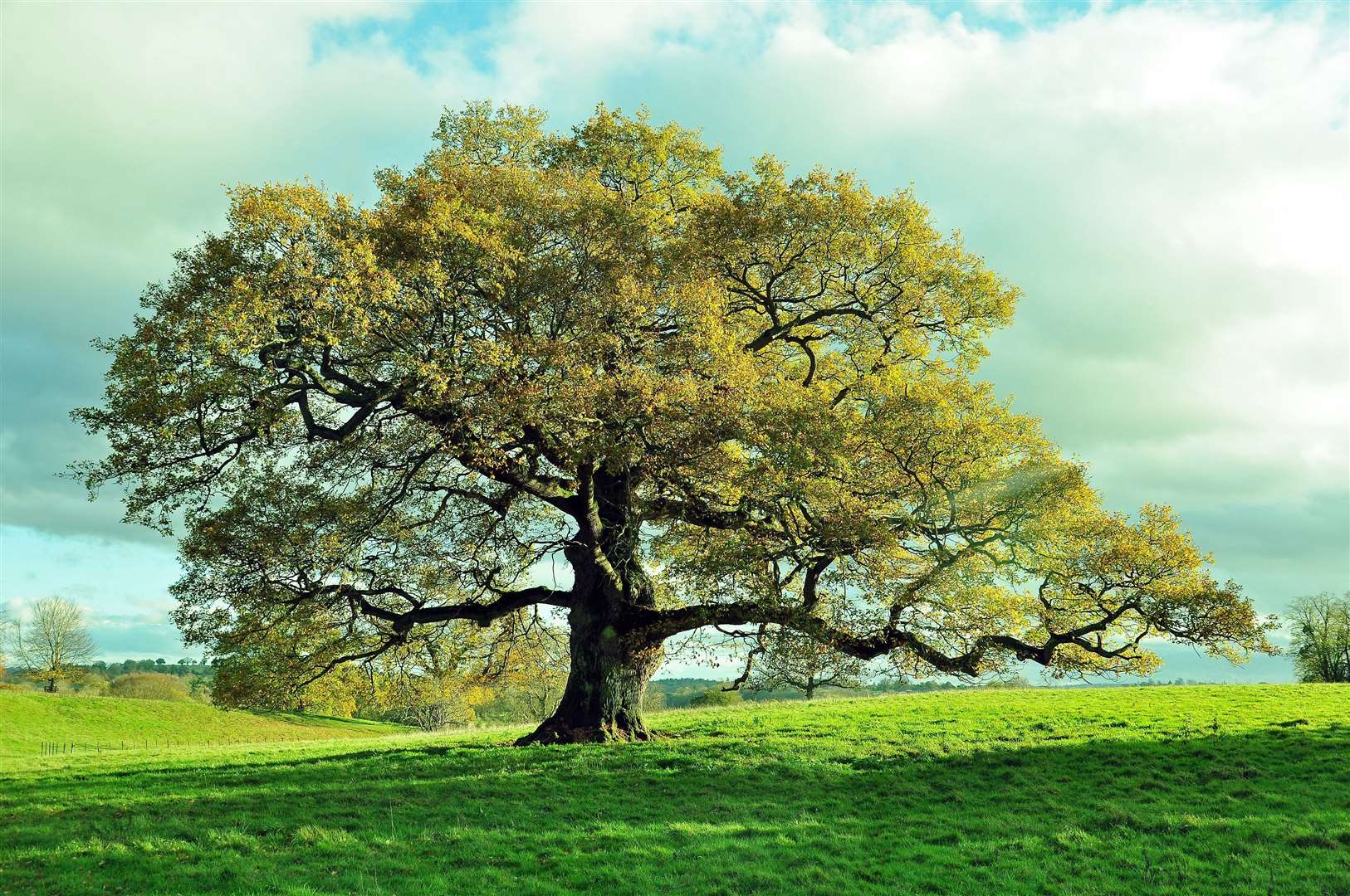 Trees are glorious in open spaces but those with them near property should seek advice, say surveyors. Photo: Shutterstock stock image.