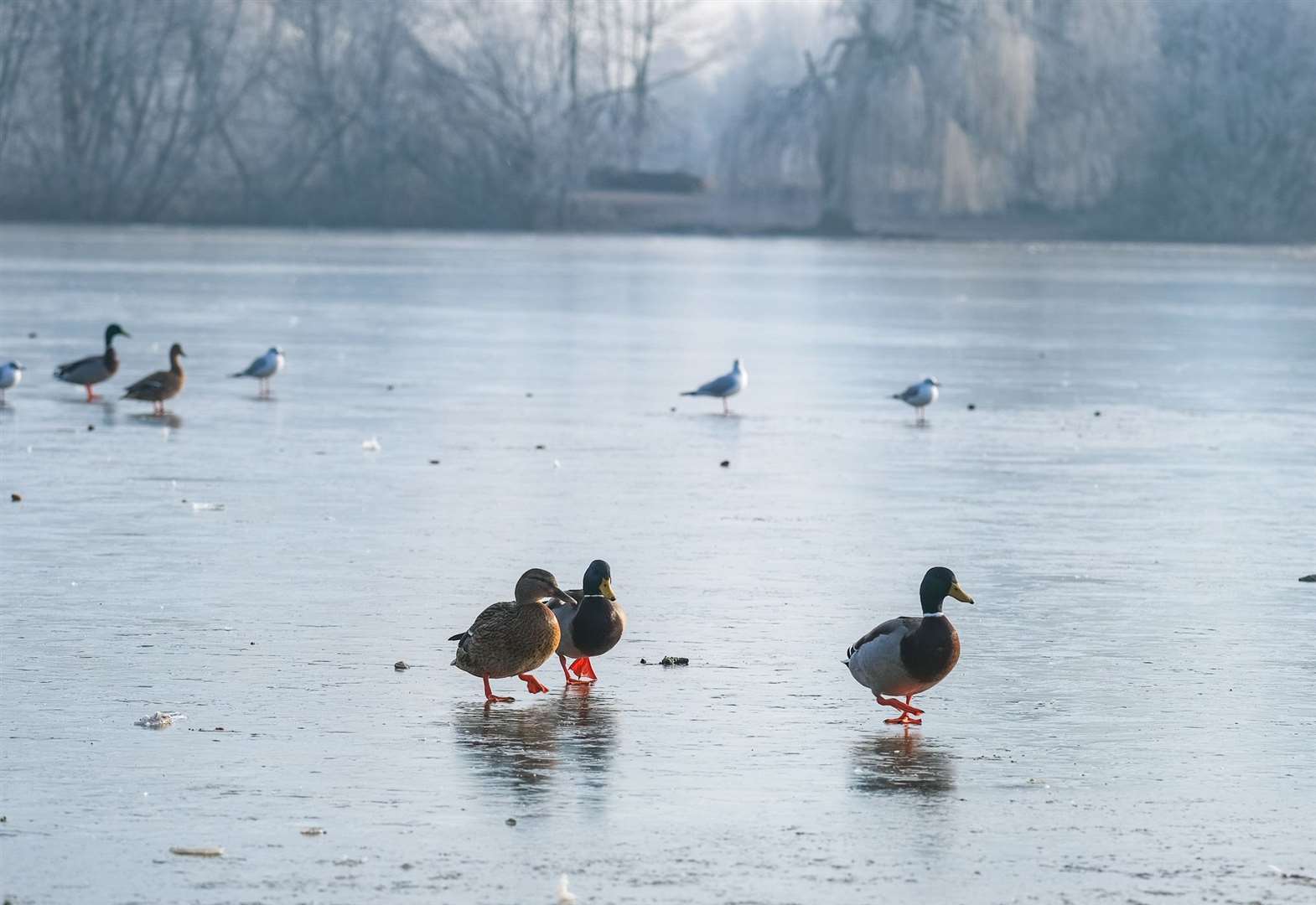 The wildlife on the frozen lake at Thatcham's Nature Discovery Centre