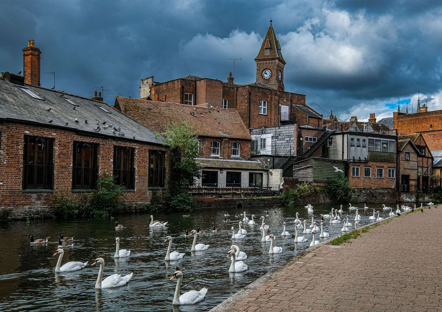Swans