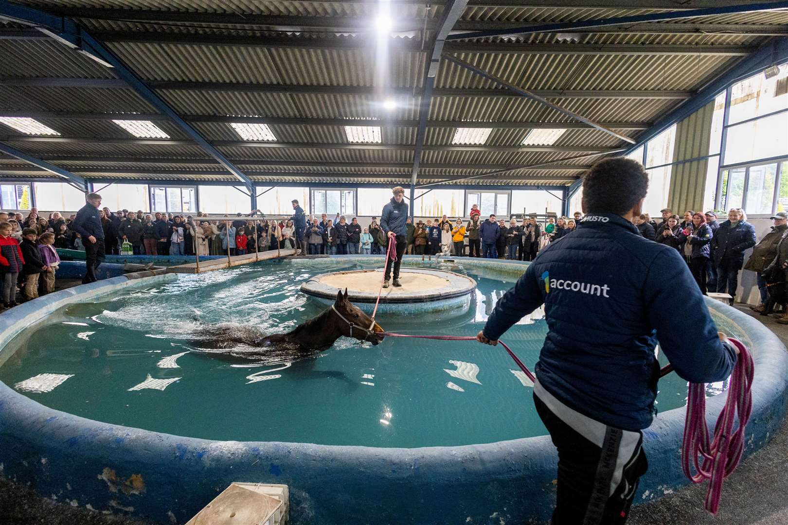 Lambourn Open Day - 'Good and Clever' in Warren Greatex’s yard’s swimming pool