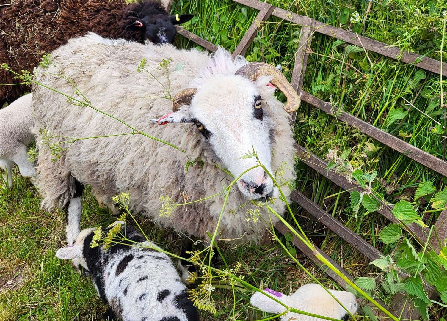 Sheep at the fair. Credit: Sarah Spink