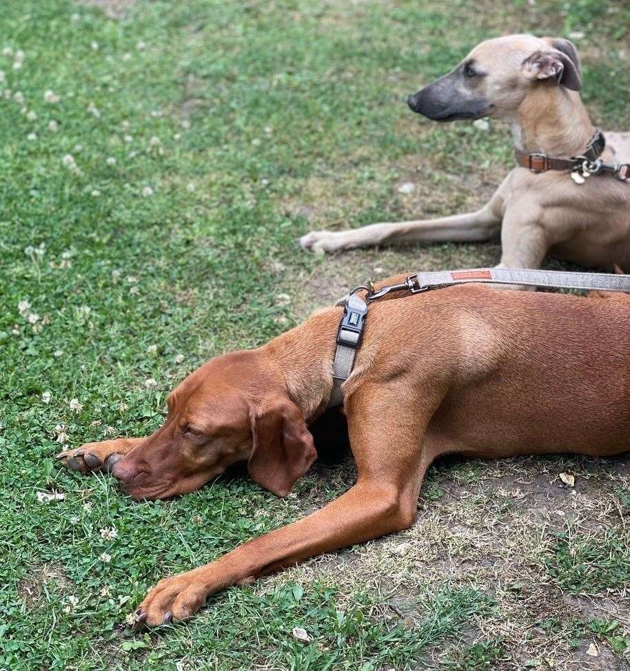 Six-year-old Marnie died after contracting Alabama Rot. Credit: Anderson Moores