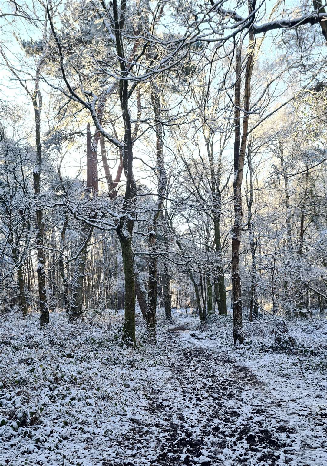 Snelsmore Common by Paul Kettel