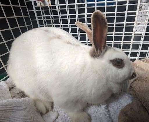One of the rabbits the RSPCA rescued from a Berkshire car park. The pair were found by a taxi driver who alerted the charity Picture: RSPCA