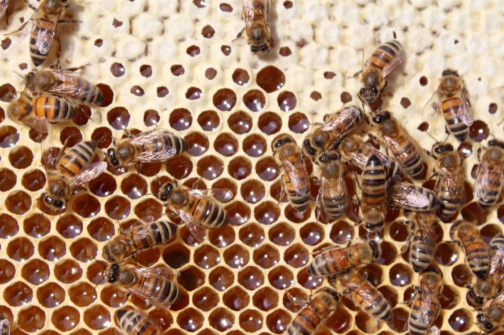 Bees. Stock image