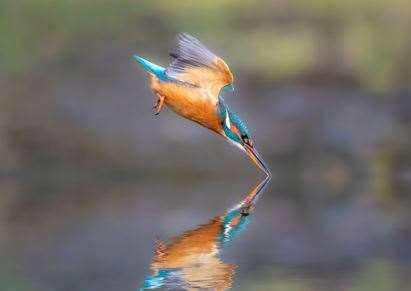 ‘My Wild Life’ photography competition over-18s runner-up Dave Woodcock