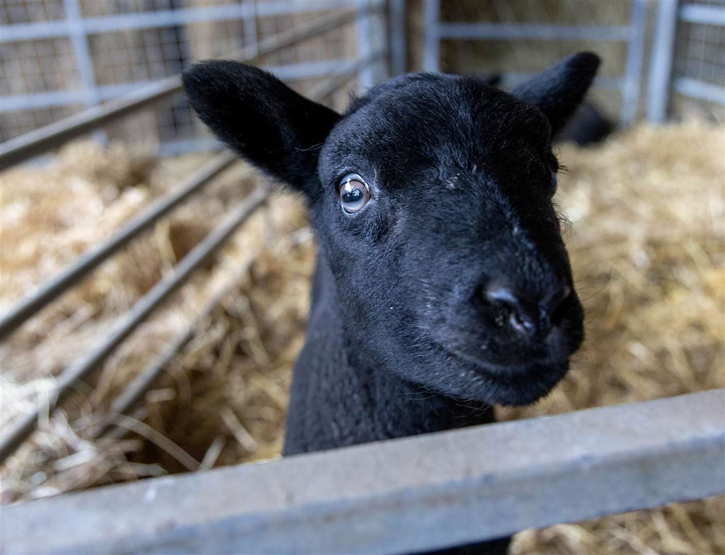 Lambing day at Foxglove Farm