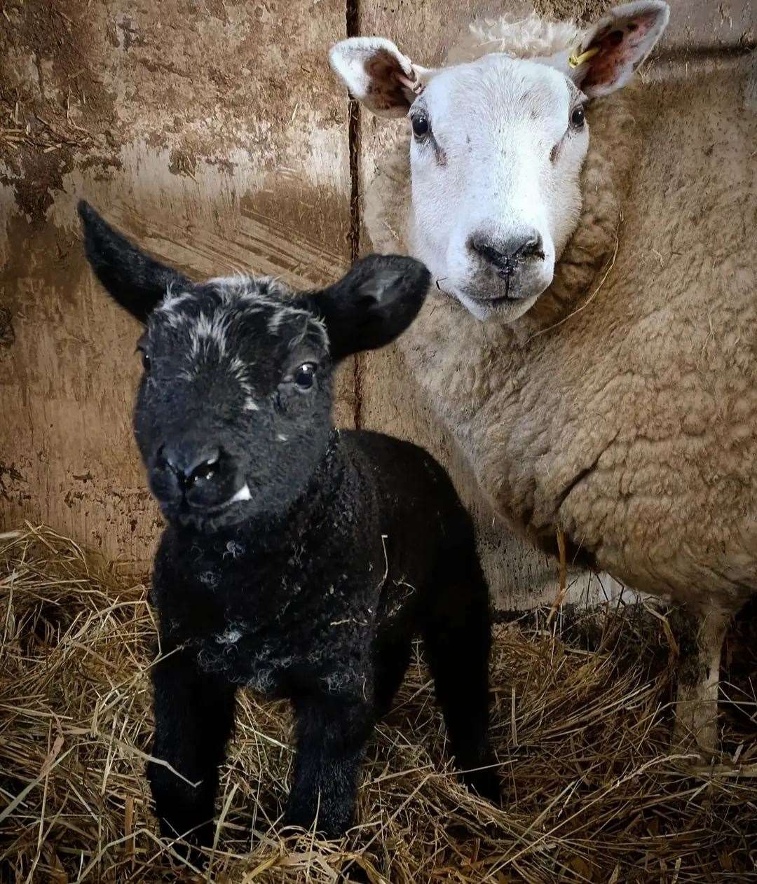 Lambing time has begun at Mazelands Farm