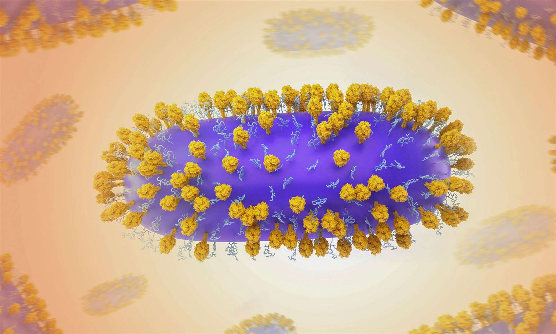 The respiratory syncytial virus is a common virus that affects the lungs and airways