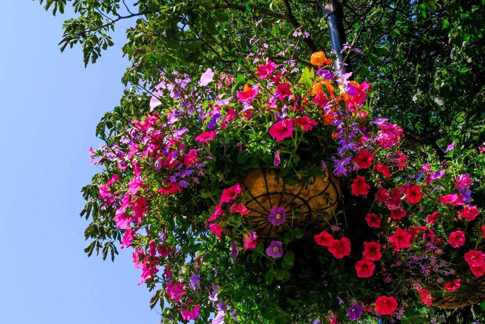 Do you want to see the town centre filled with flowers this summer?