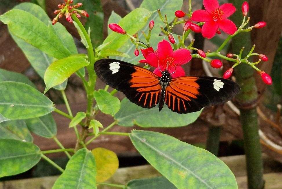 Butterflies at the Living Rainforest, picture: Living Rainforest