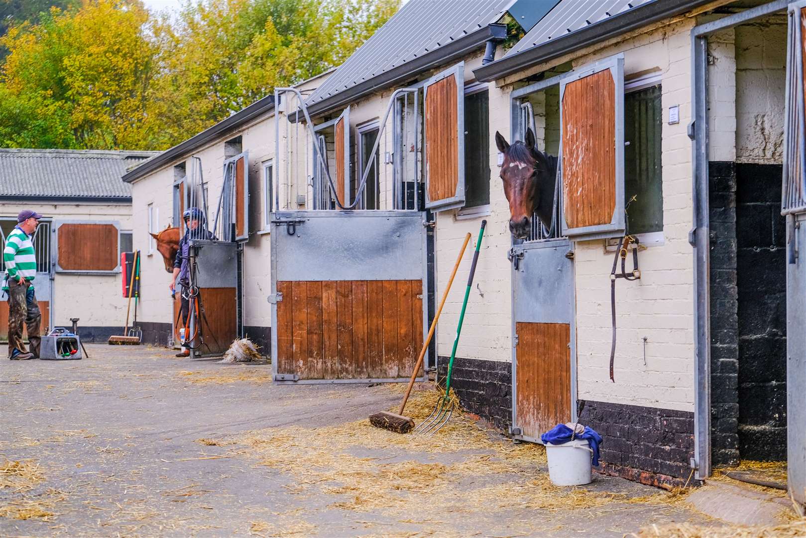 William Muir and Chris Grassick will be searching for a new home for Pyledriver, who has been based in Lambourn at Linkslade Stables
