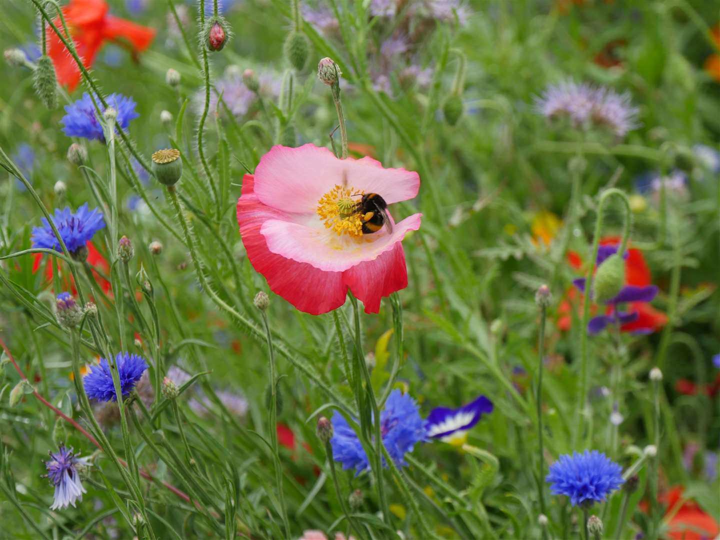 The Vyne - flower meadow, National Trust Images, Lesley Barnwell
