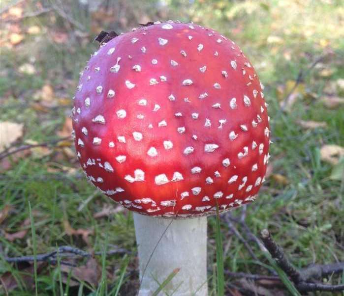 Fly agaric (amanita muscaria)