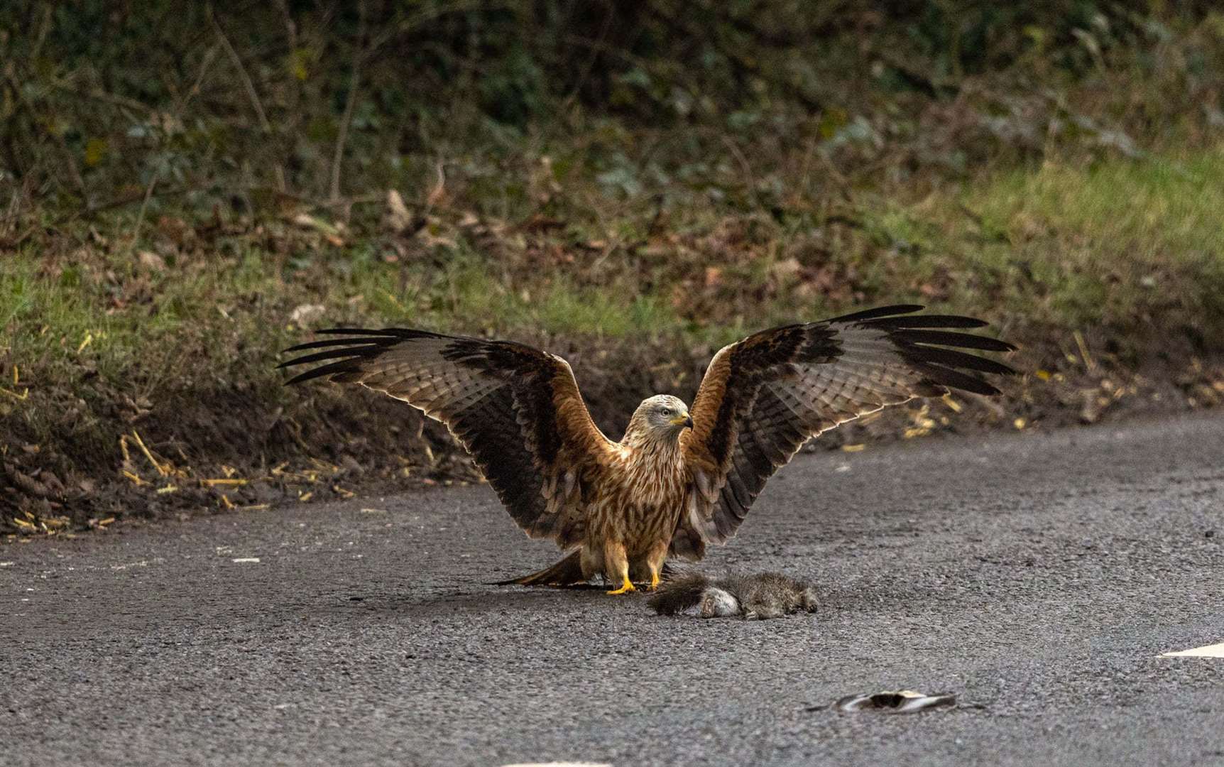 Bev Hiller captured these beautiful photos of this red kite just outside Newbury