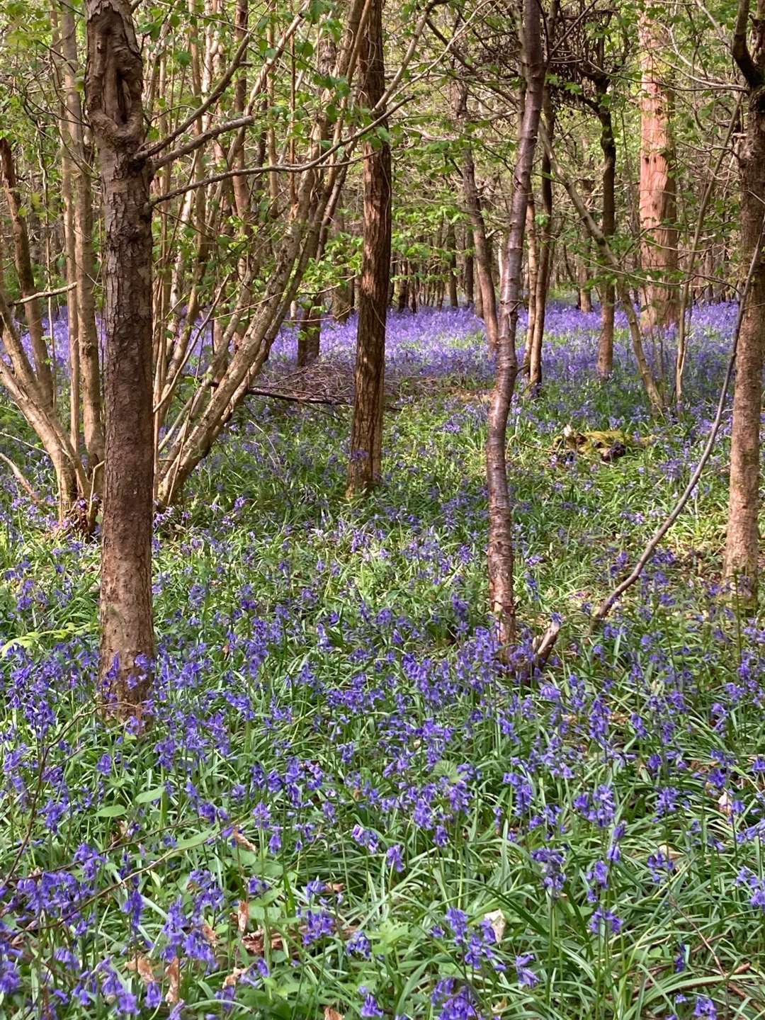 Bluebells in woods in Hampstead Norreys