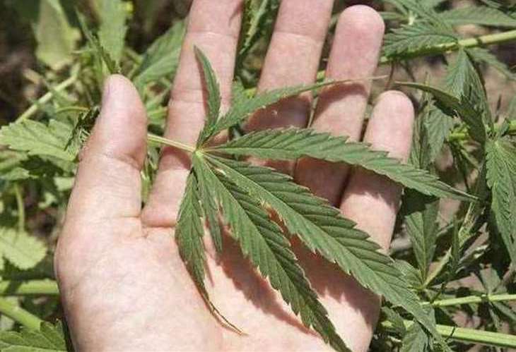 Police say they found cannabis in a vehicle in Tonbridge on Saturday. Picture: Stock image