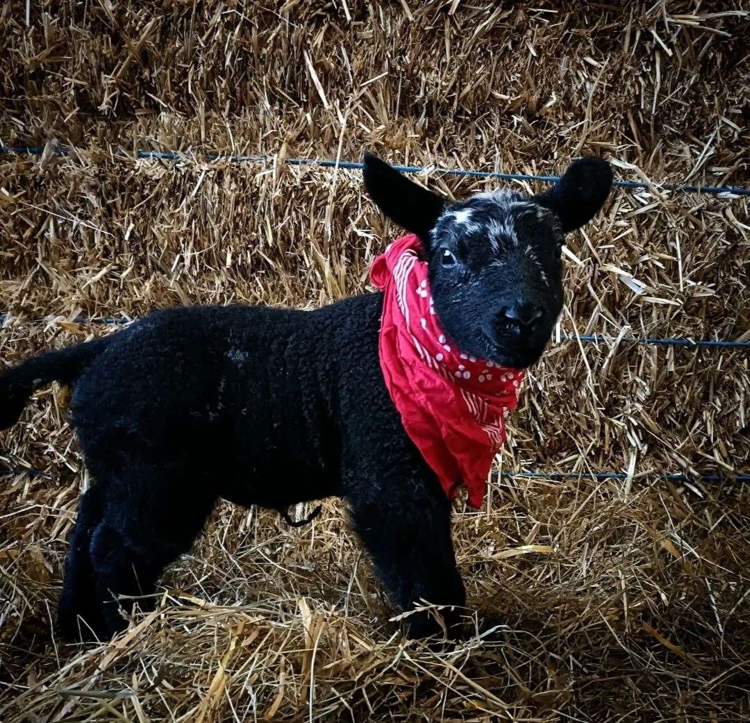 Lambing time has begun at Mazelands Farm