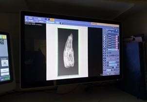XRay Mummified Animal Bundle