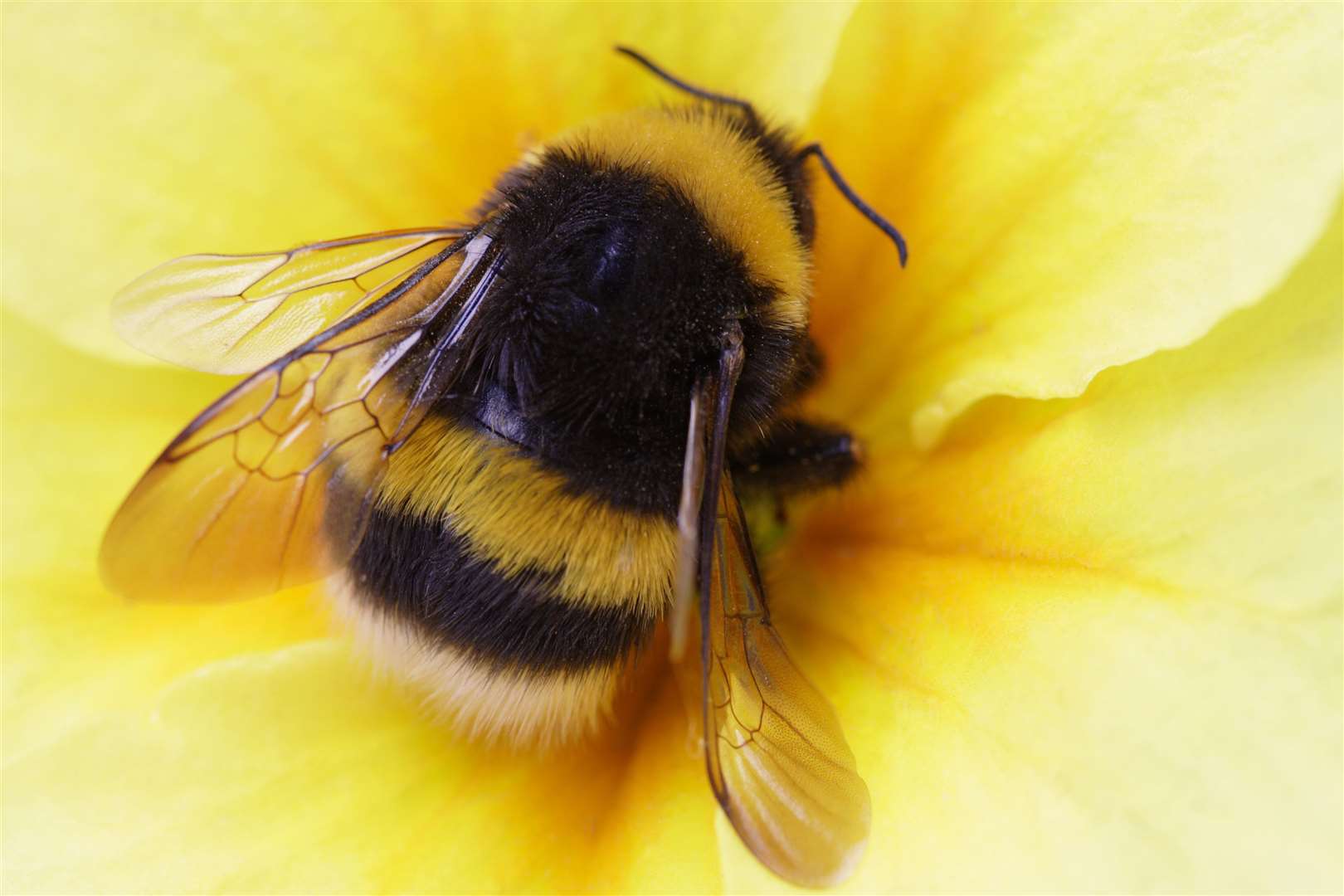 Bumble bee