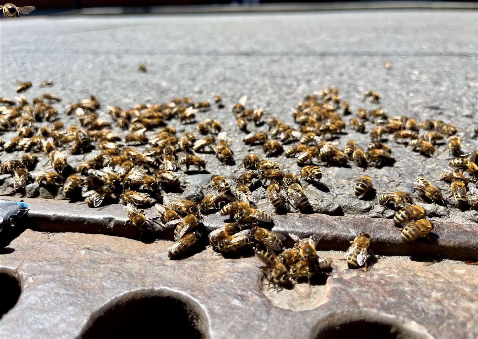 Bees swarming outside the drain