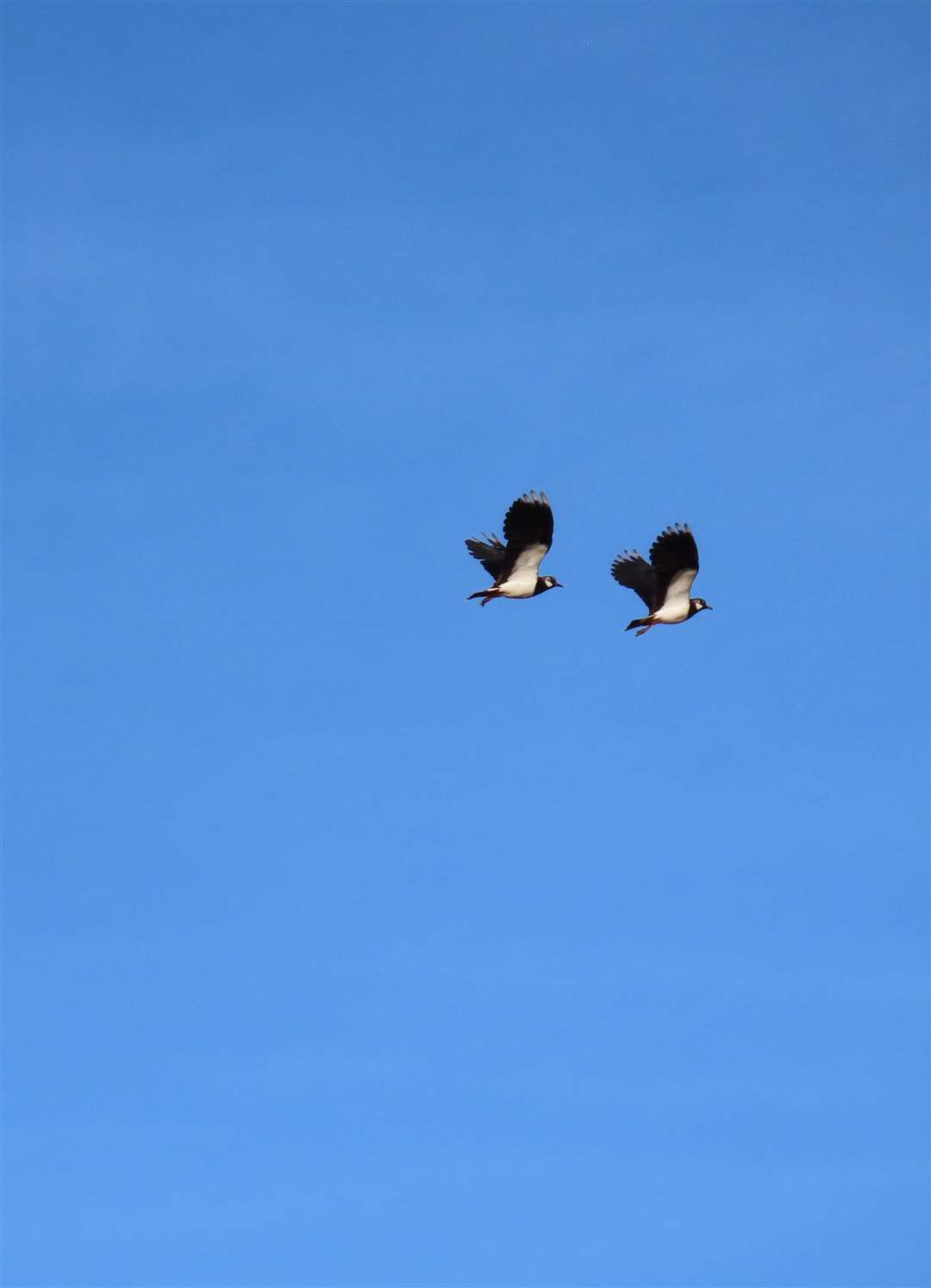 Grace Hope, 10, Lapwings Flying * editor's note: This was one of my particular favourites, says Arts Editor Trish Lee, as the lapwing or ‘peewit’ has suffered significant decline it is now on Red List of Threatened Species. So not only is it difficult to spot this farmland bird but to capture the image of them in flight, in perfect sync is something special