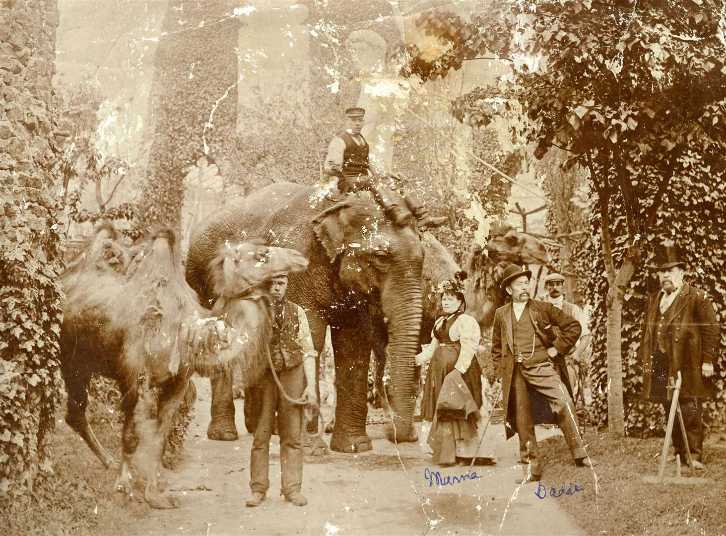 ‘Lord’ George Sanger and his wife Ellen with elephants and camels in the foreground. George is marked on the photograph in pen as Dada and Ellen as Mama. Images (except book cover and lions ) courtesy of the National Fairground and Circus Archive, University of Sheffield Library