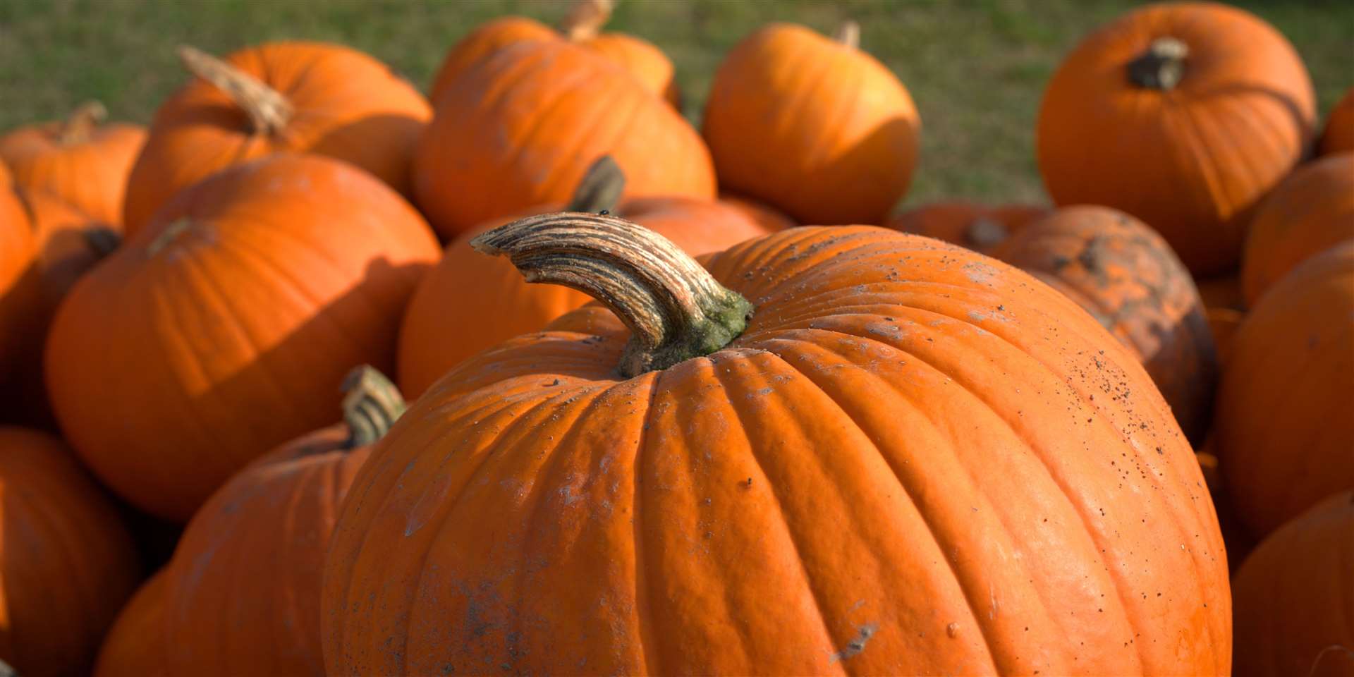 Eat your pumpkins