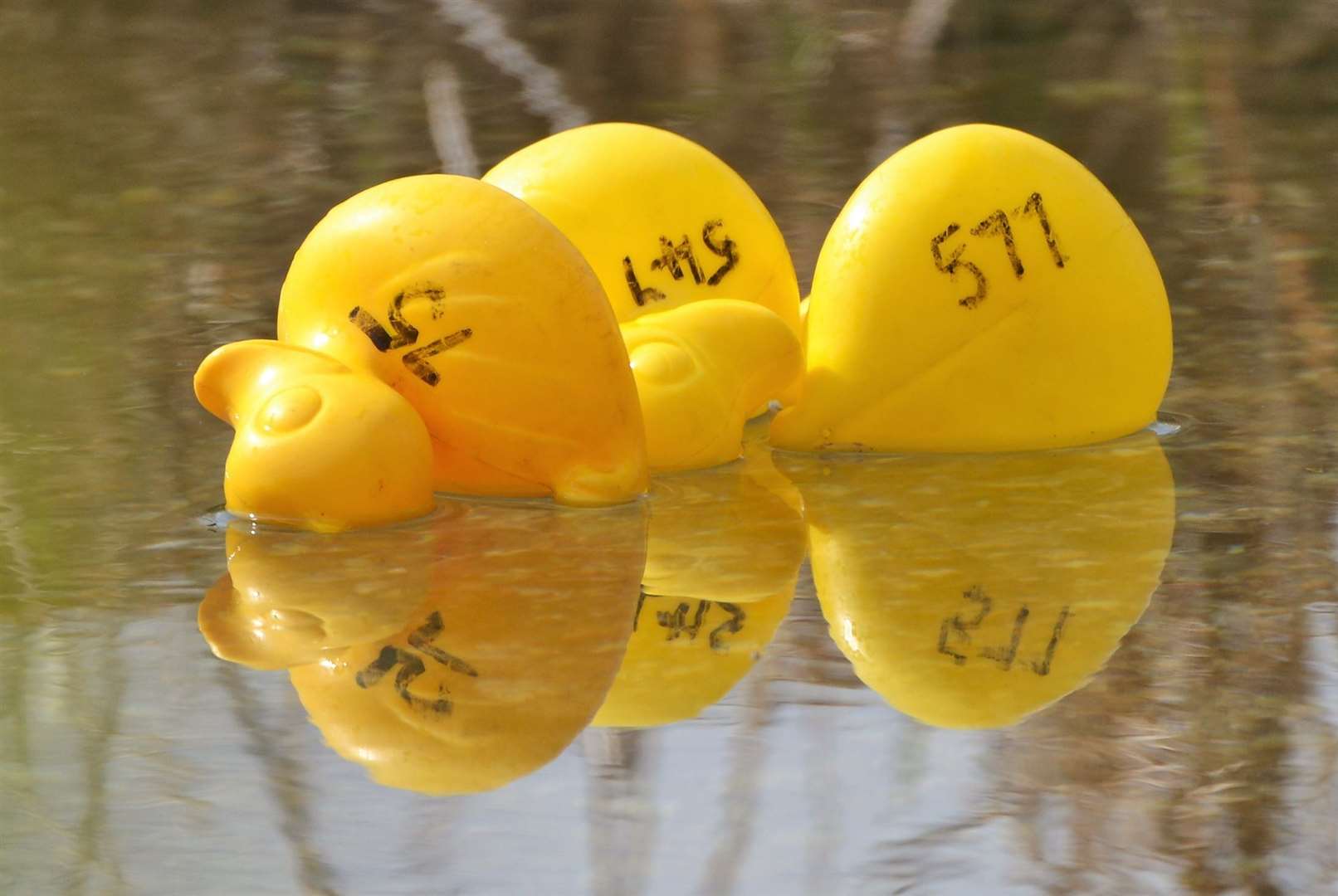 East Shefford duck derby. (56131379)