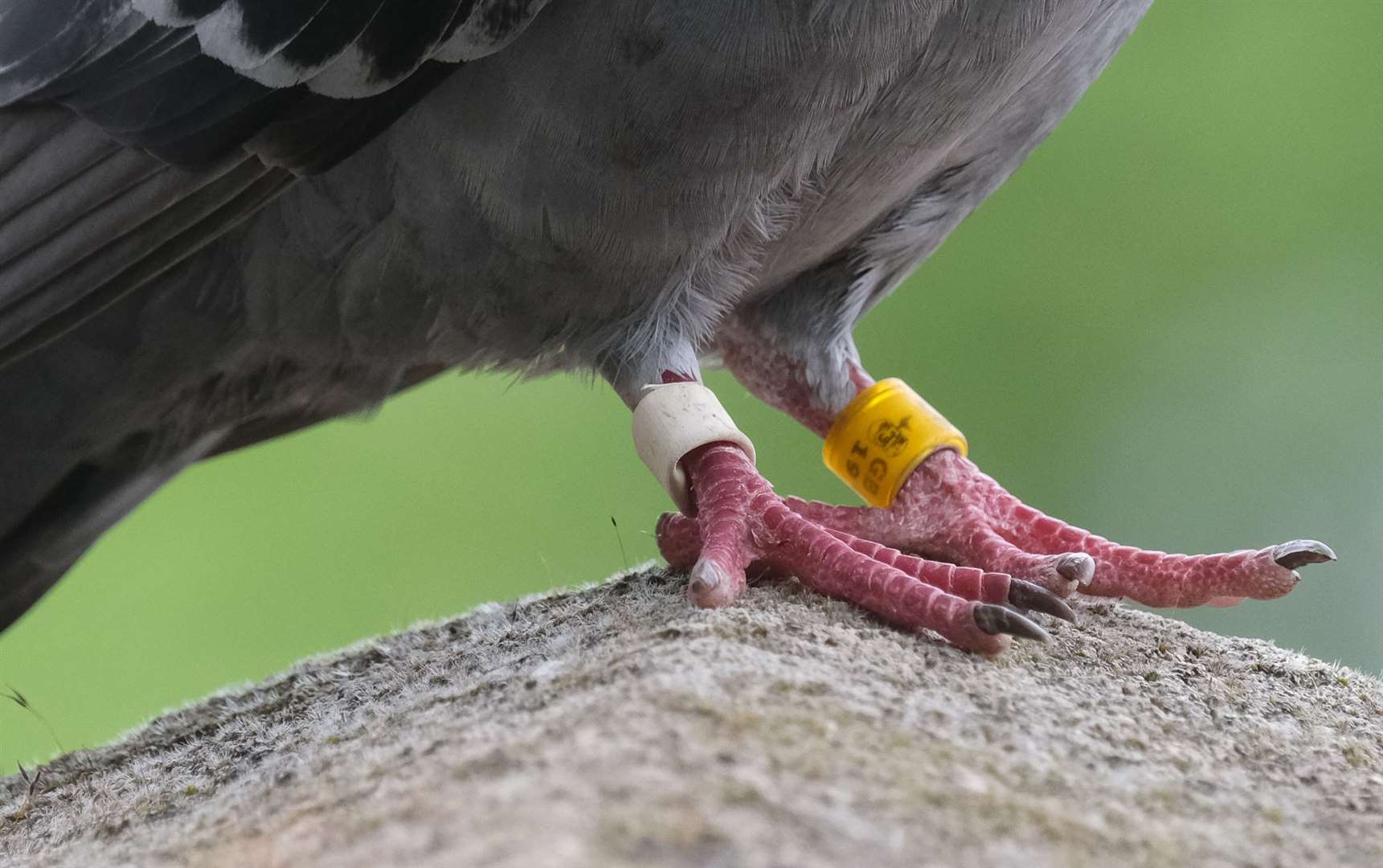 This friendly pigeon has been taking a break in Woolton Hill. Ref: 26-0521e