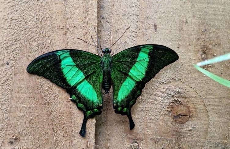 Butterflies at the Living Rainforest, picture: Living Rainforest