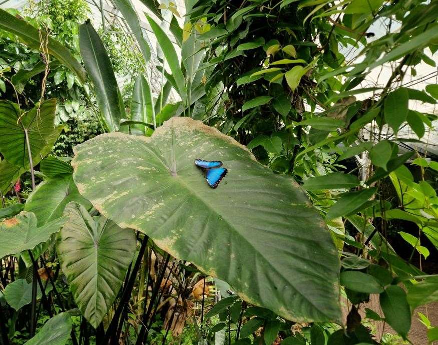 Butterflies at the Living Rainforest, picture: Living Rainforest