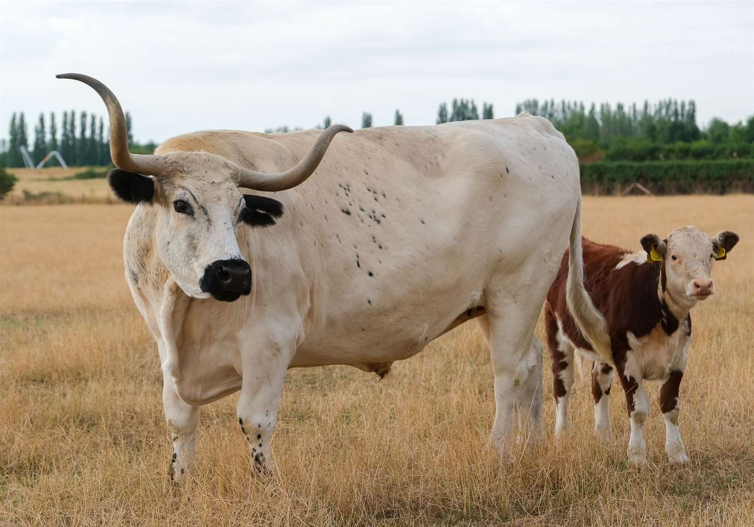 Winston is the largest beast in the herd