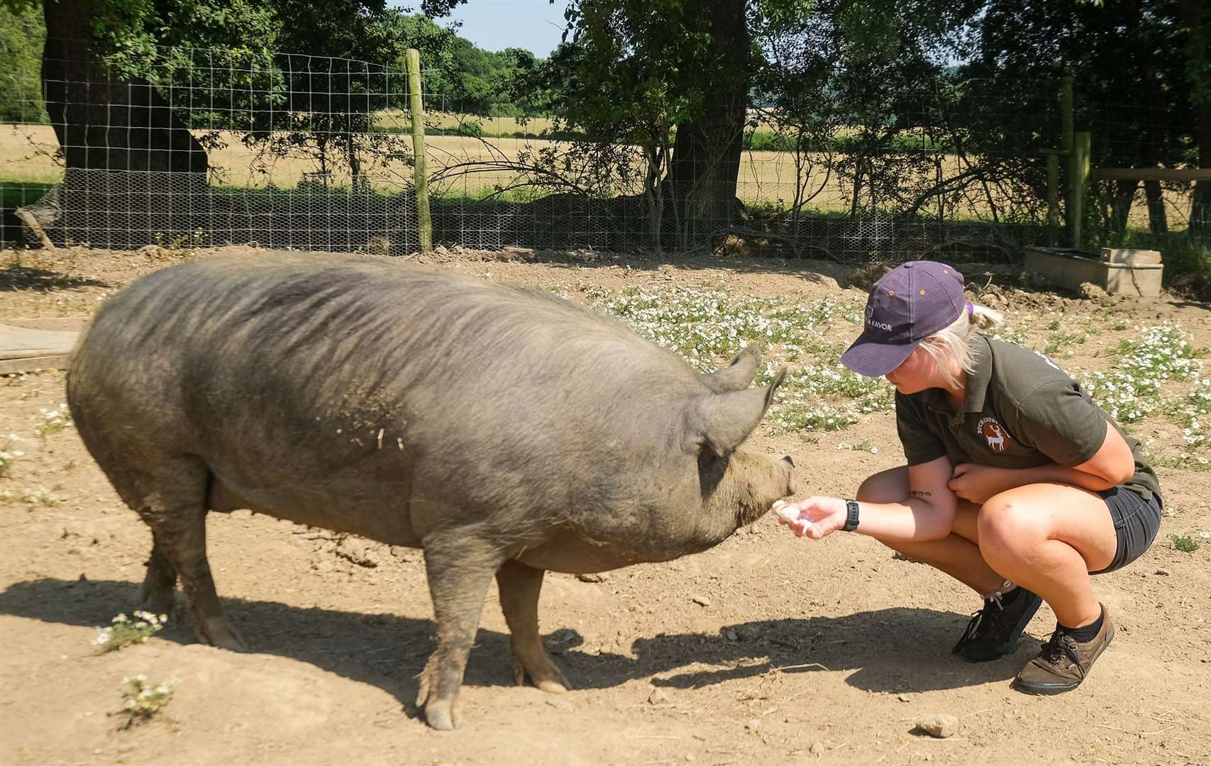 What's your flavour? - Demi Walker feeds ice yogurt to the pigs