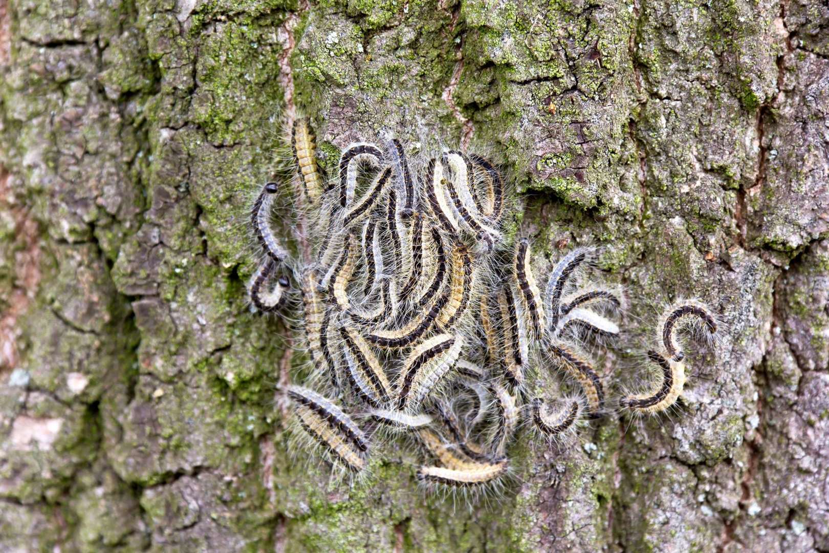 The Forestry Commission says people should not touch the hairy caterpillar