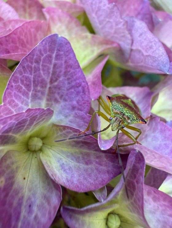 Everly, 4 years old, 'Hawthorne Sheild Bug' [iPhone]