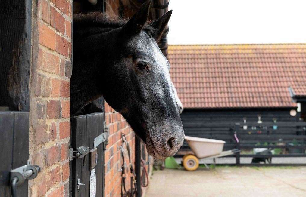 One of centre’s healing horses