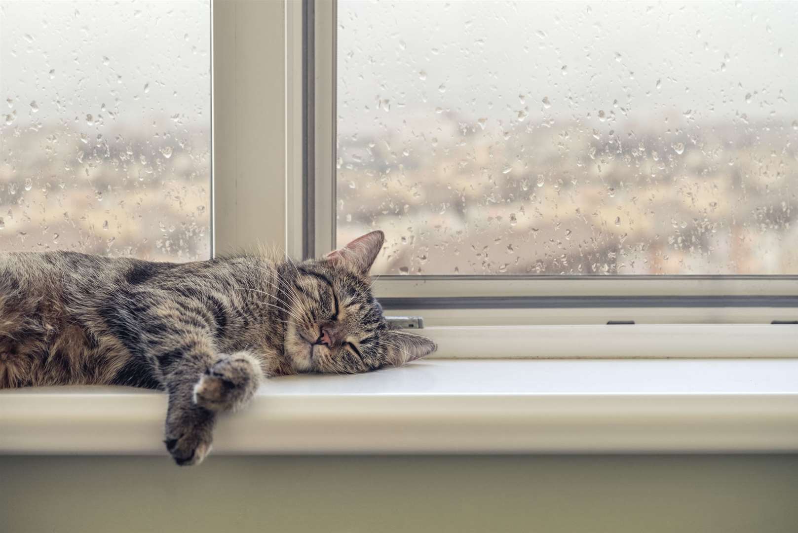 A number of dry cat food products have been recalled this week