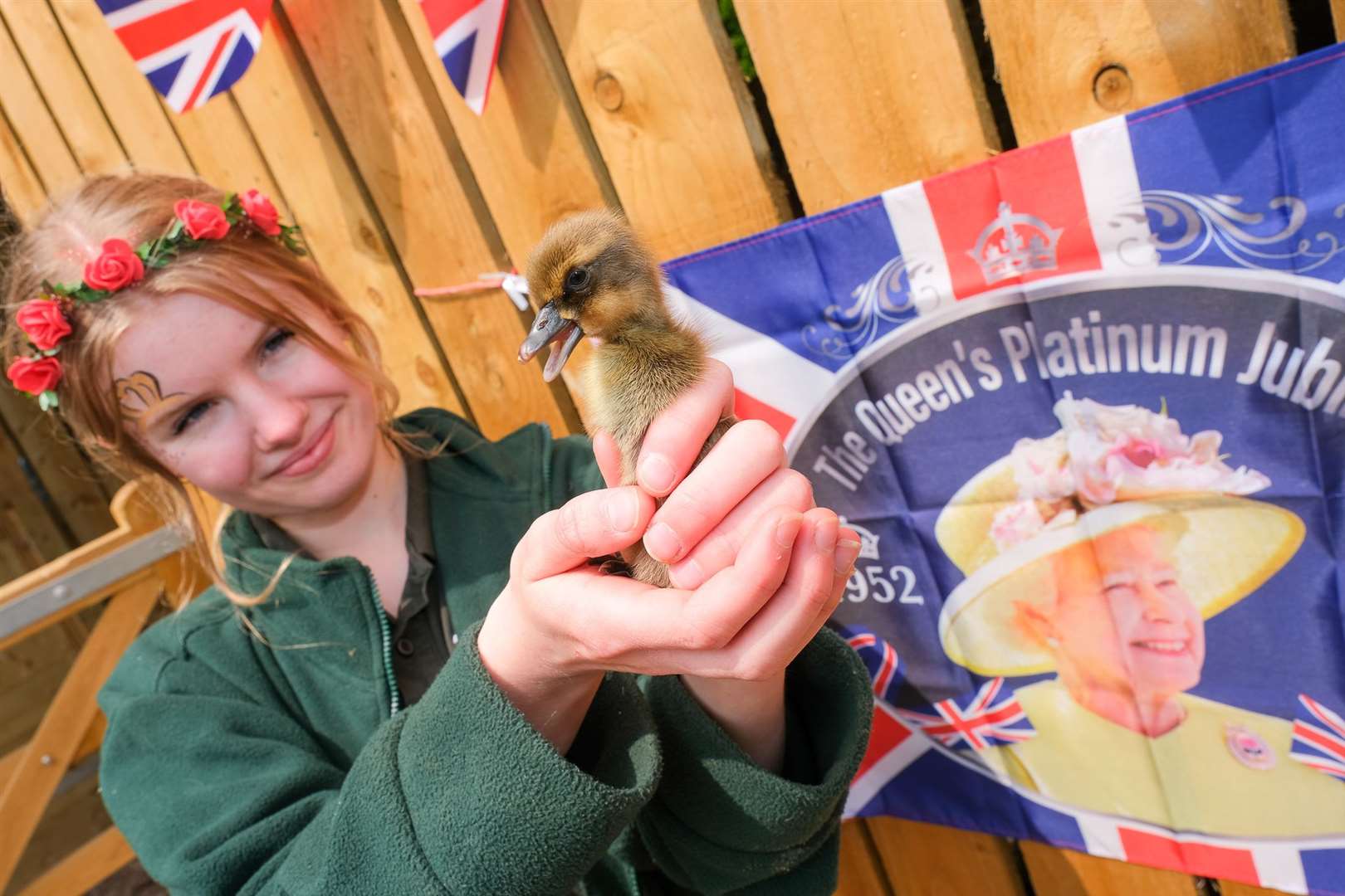 Duckling Born yesterday at Bucklebury Farm called Elizabeth with Jess Elmore-Elkin. (57093066)