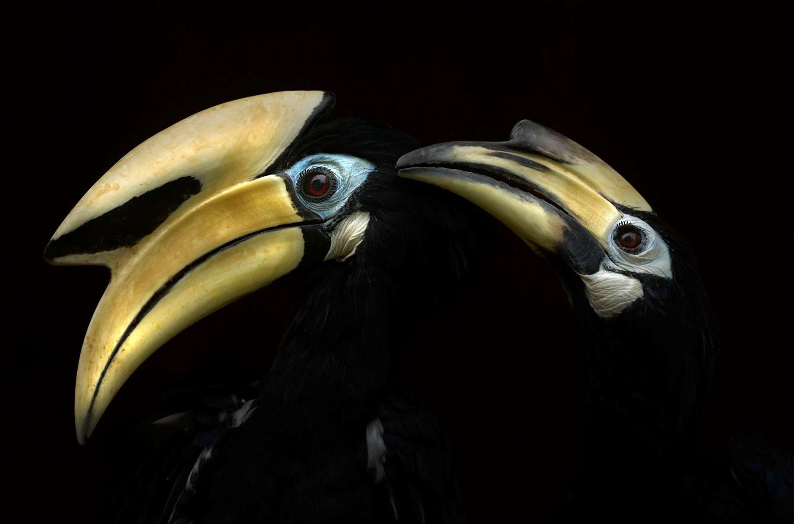 © Antonio Liebana Navarro, Wildlife Photographer of the Year