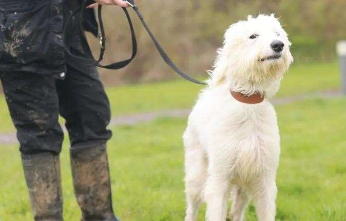 Hugo, picture: Dog's Trust