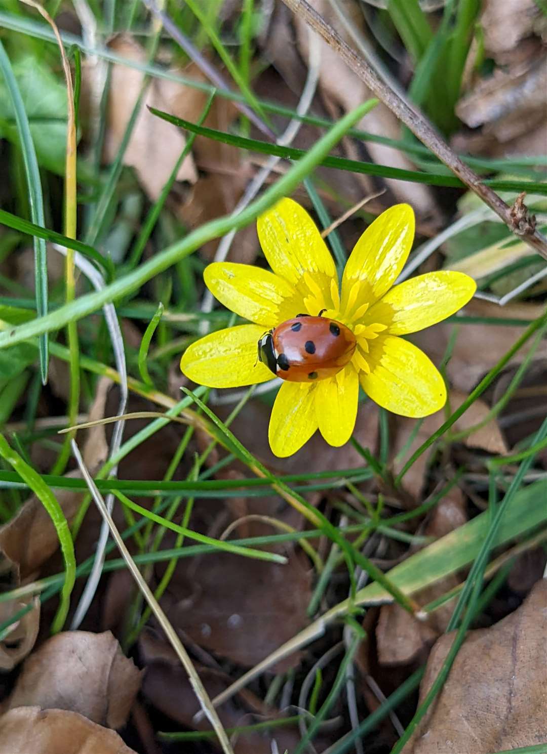 Felix Brims, Ladybird