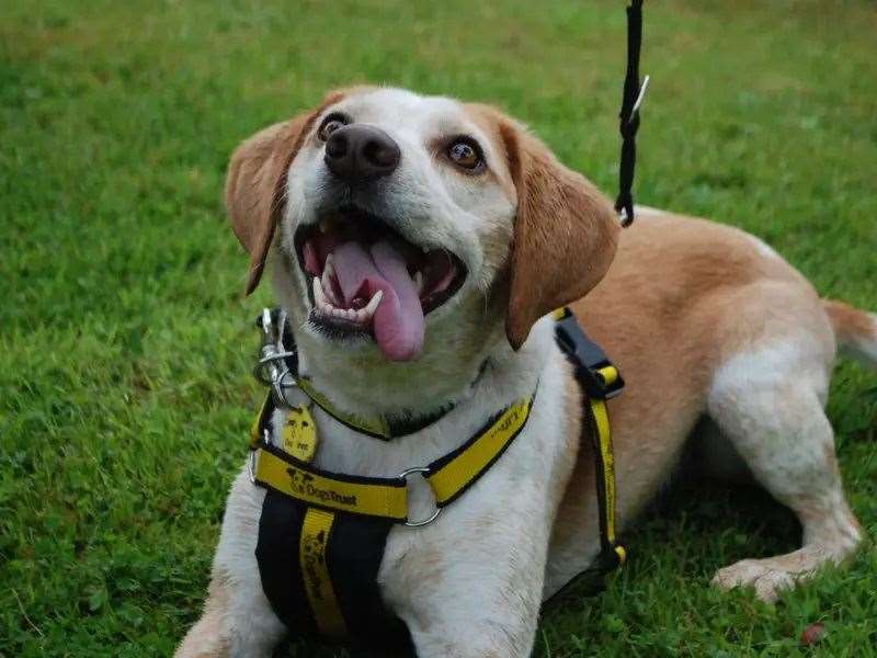 Could you give Bailey a new home?
