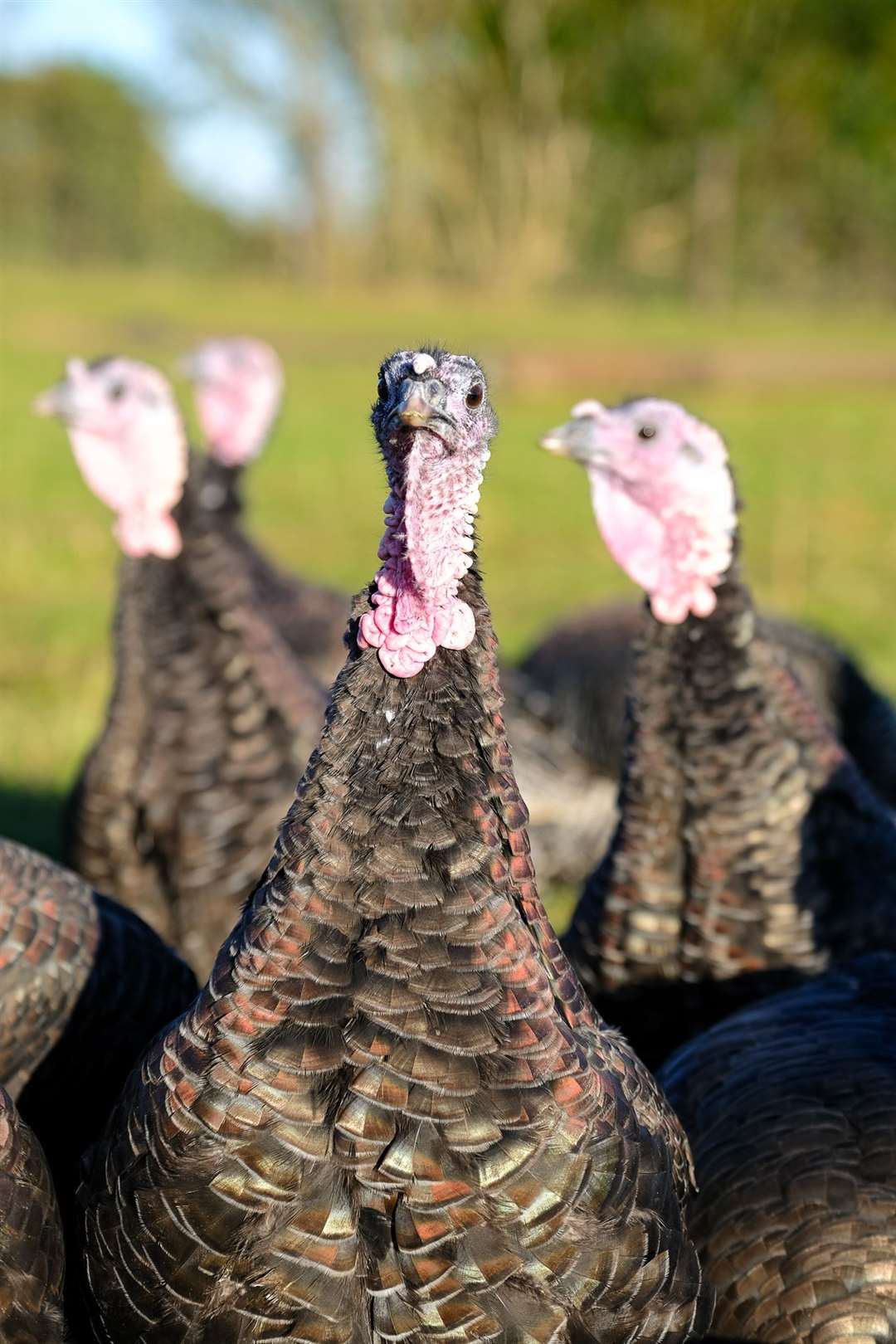 Walters Turkeys