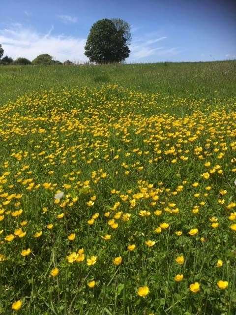Buttercups, Aldworth