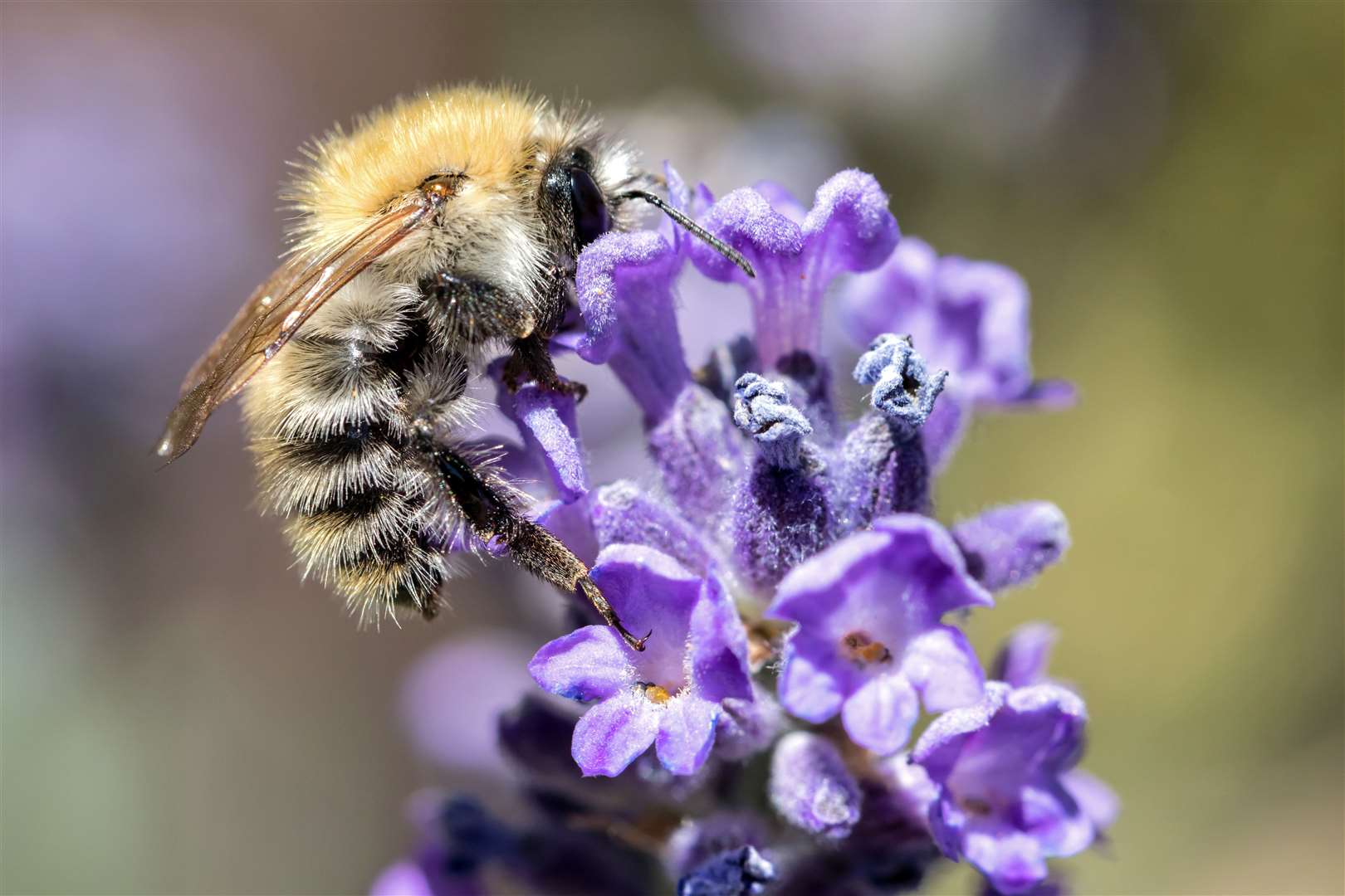 common carder bee (Bombus pascuorum) on lavender (48217904)