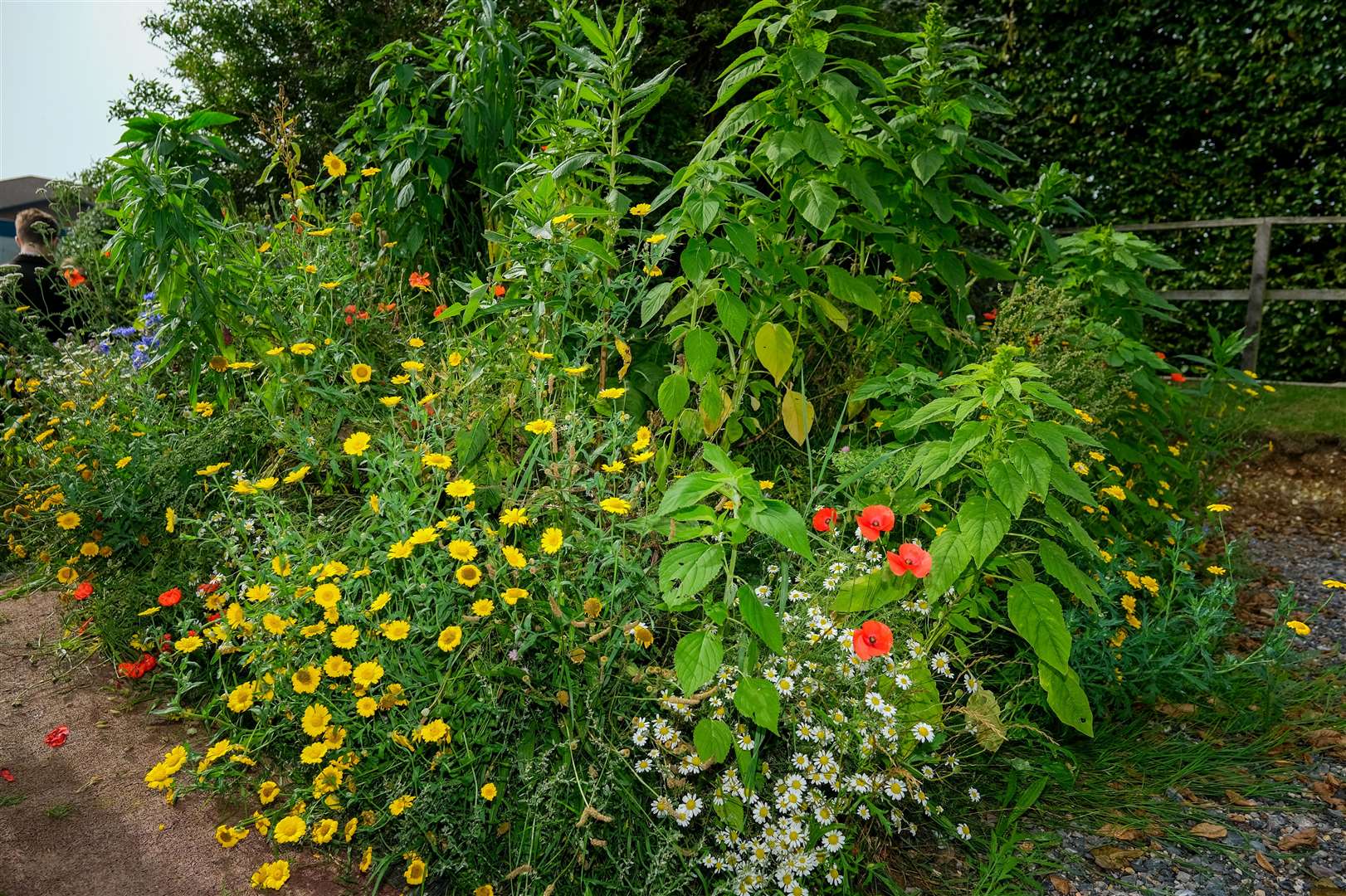 The green area in the school grounds