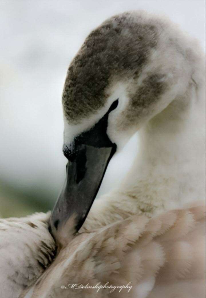 Matt Dolinski's photograph of a cygnet was included in an exhibition at Wokingham library recently